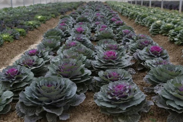 羽衣甘蓝的花语,寓意华美