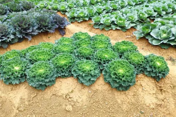 羽衣甘蓝的花语,寓意华美