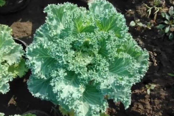 羽衣甘蓝的花语,寓意华美