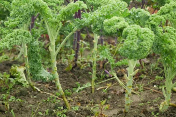 羽衣甘蓝的花语,寓意华美