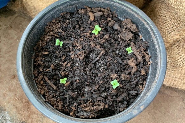 羽衣甘蓝的花语,寓意华美