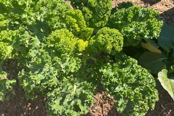 羽衣甘蓝的花语,寓意华美