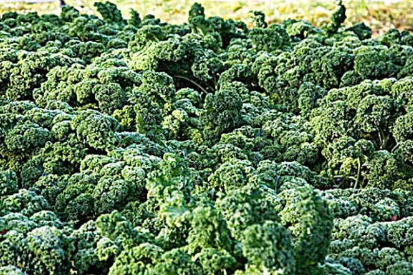 羽衣甘蓝的花语,寓意华美