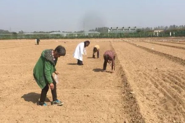 羽衣甘蓝的花语,寓意华美