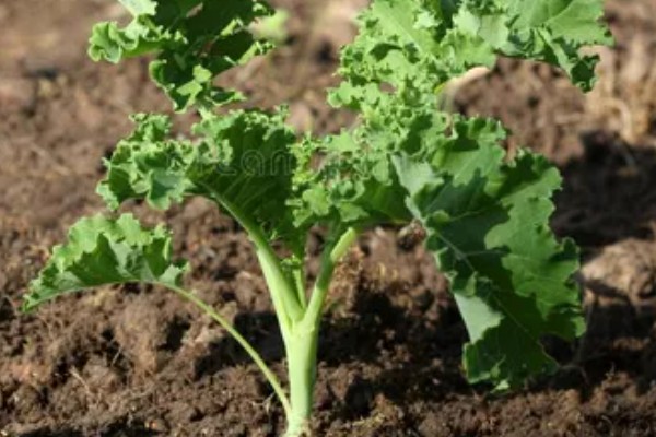 羽衣甘蓝的花语,寓意华美