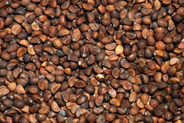 羽衣甘蓝的花语,寓意华美