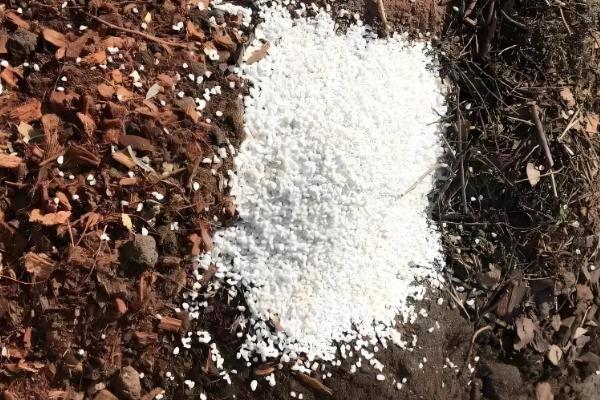 粉掌的养殖方法，最好选用肥沃的土壤种植