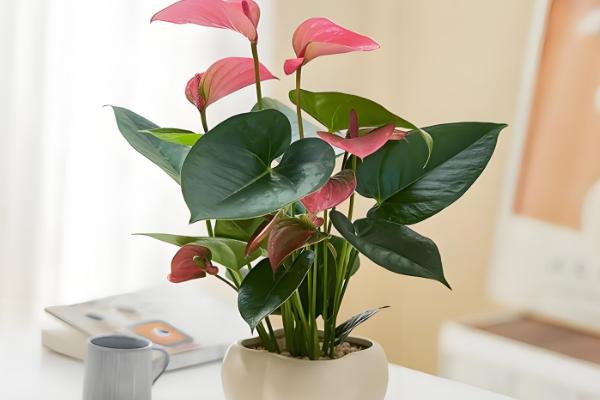 粉掌的养殖方法，最好选用肥沃的土壤种植