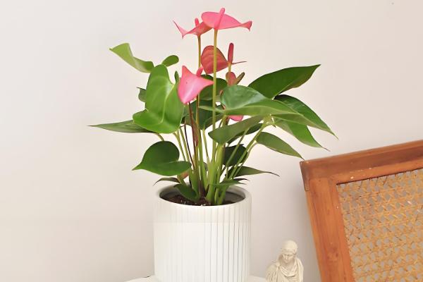 粉掌的养殖方法，最好选用肥沃的土壤种植