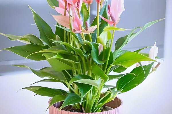 粉掌的养殖方法，最好选用肥沃的土壤种植