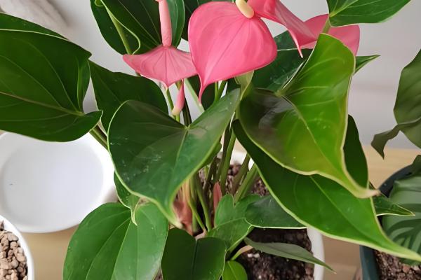 粉掌的养殖方法，最好选用肥沃的土壤种植