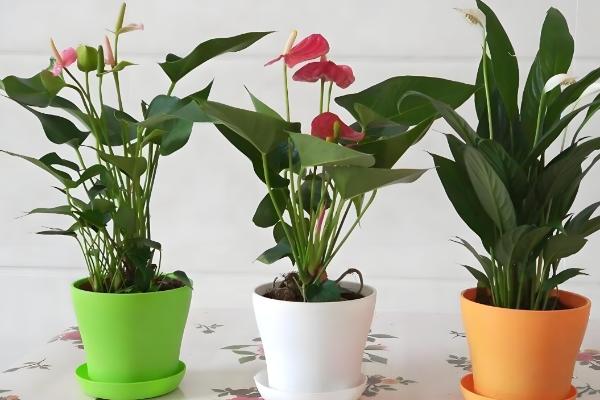 粉掌的养殖方法，最好选用肥沃的土壤种植