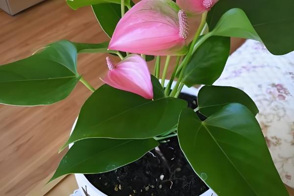 粉掌的养殖方法，最好选用肥沃的土壤种植