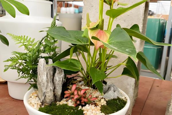 粉掌的养殖方法，最好选用肥沃的土壤种植