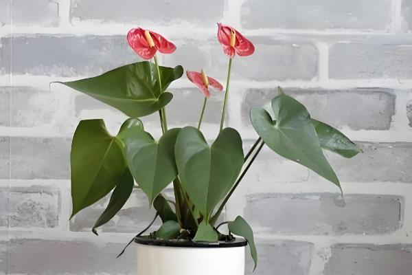 粉掌的养殖方法，最好选用肥沃的土壤种植