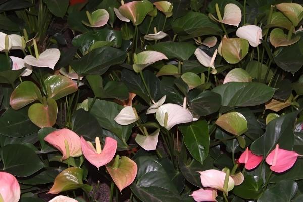 粉掌的养殖方法，最好选用肥沃的土壤种植