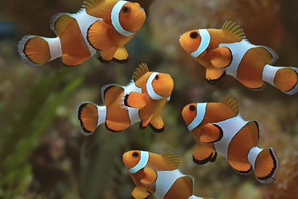 小丑鱼什么时候才能繁殖，养殖7-8月及以上便具备繁殖能力