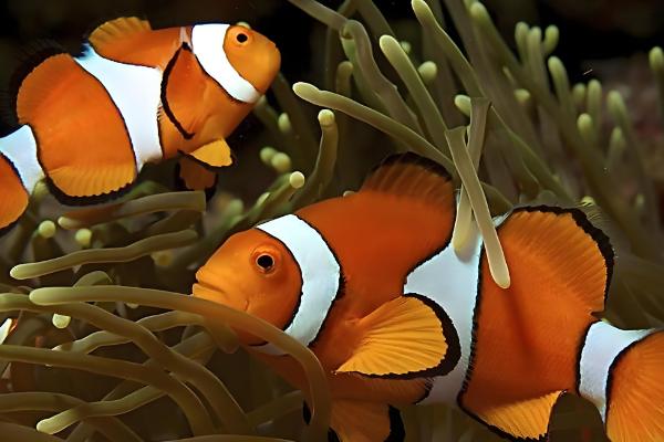 小丑鱼什么时候才能繁殖，养殖7-8月及以上便具备繁殖能力