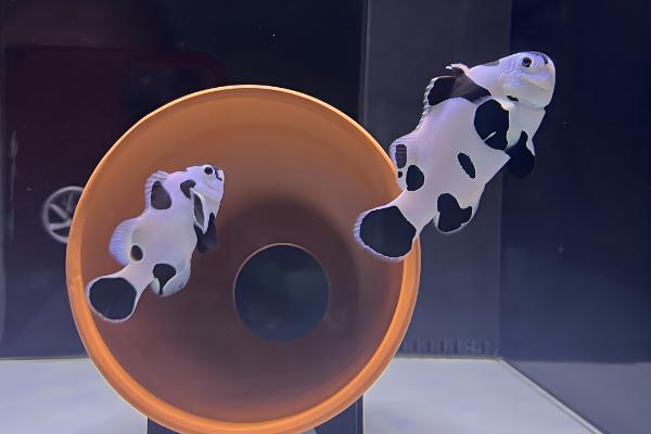 小丑鱼什么时候才能繁殖，养殖7-8月及以上便具备繁殖能力