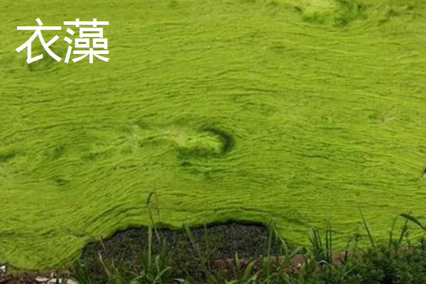 绿藻的品种，主要分为衣藻、团藻等5个种类