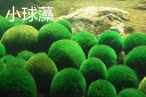 绿藻的品种，主要分为衣藻、团藻等5个种类