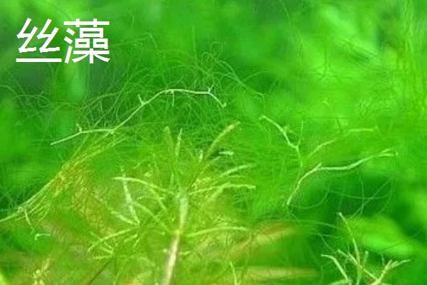 绿藻的品种，主要分为衣藻、团藻等5个种类