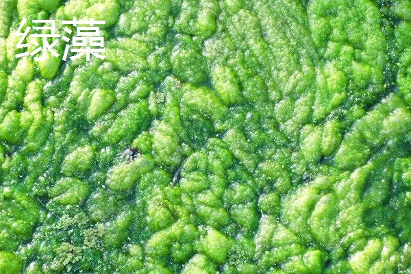 绿藻的品种，主要分为衣藻、团藻等5个种类