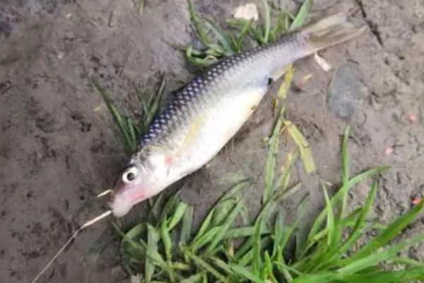 3号秋田狐钩可以钓麦穗鱼吗，偏大了