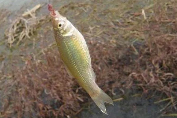 3号秋田狐钩可以钓麦穗鱼吗，偏大了