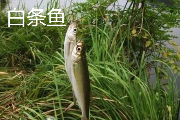 3号秋田狐钩可以钓麦穗鱼吗，偏大了