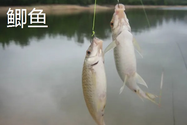 3号秋田狐钩可以钓麦穗鱼吗，偏大了