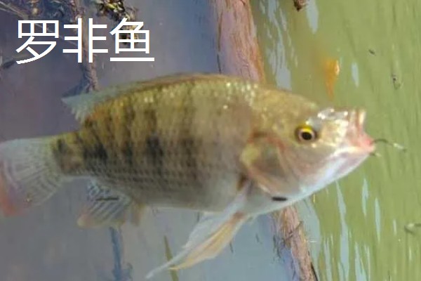 3号秋田狐钩可以钓麦穗鱼吗，偏大了