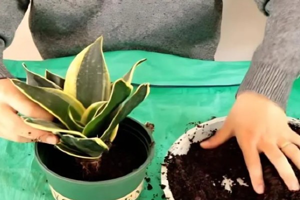 分开虎皮兰侧芽的方法，将侧芽剪下来重新种植