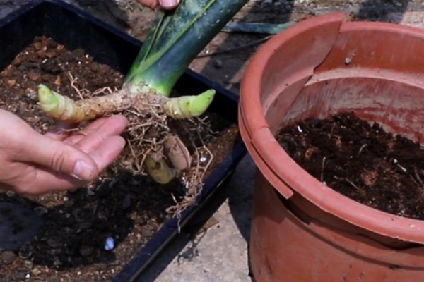 分开虎皮兰侧芽的方法，将侧芽剪下来重新种植