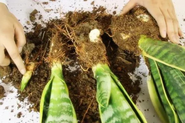 分开虎皮兰侧芽的方法，将侧芽剪下来重新种植