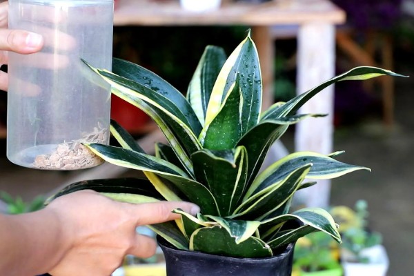 分开虎皮兰侧芽的方法，将侧芽剪下来重新种植