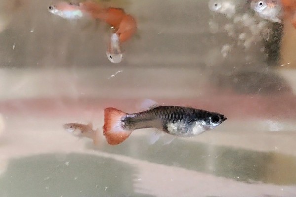 孔雀鱼怀孕后过多长时间要隔离，经过20天左右再隔离比较好