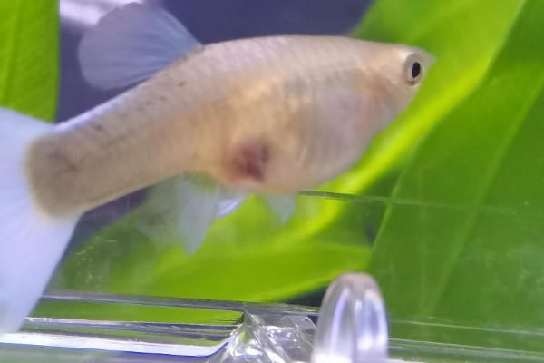 孔雀鱼怀孕后过多长时间要隔离，经过20天左右再隔离比较好