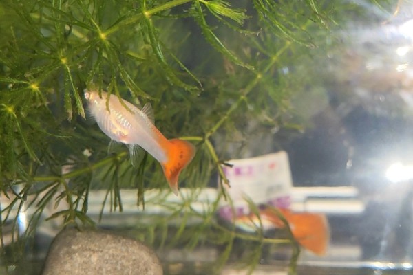 孔雀鱼怀孕后过多长时间要隔离，经过20天左右再隔离比较好