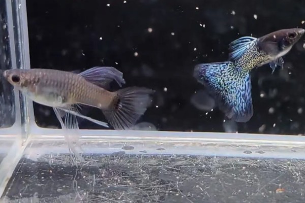 孔雀鱼怀孕后过多长时间要隔离，经过20天左右再隔离比较好