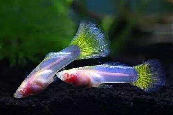 孔雀鱼怀孕后过多长时间要隔离，经过20天左右再隔离比较好