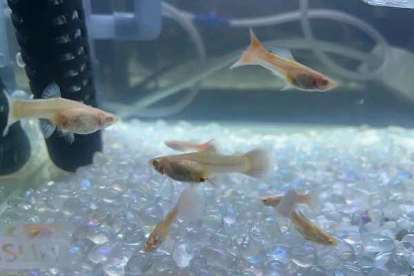 孔雀鱼怀孕后过多长时间要隔离，经过20天左右再隔离比较好