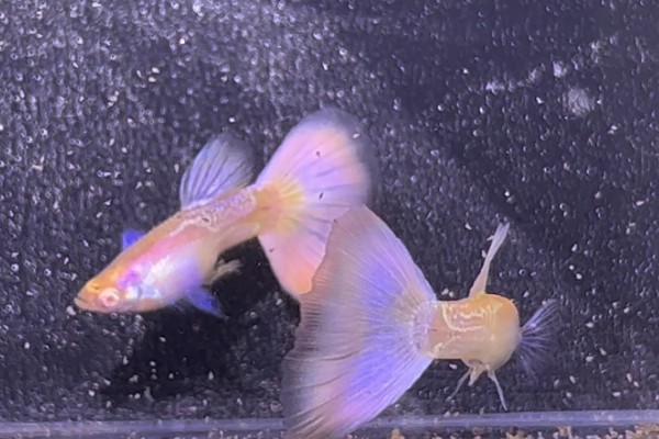 孔雀鱼怀孕后过多长时间要隔离，经过20天左右再隔离比较好