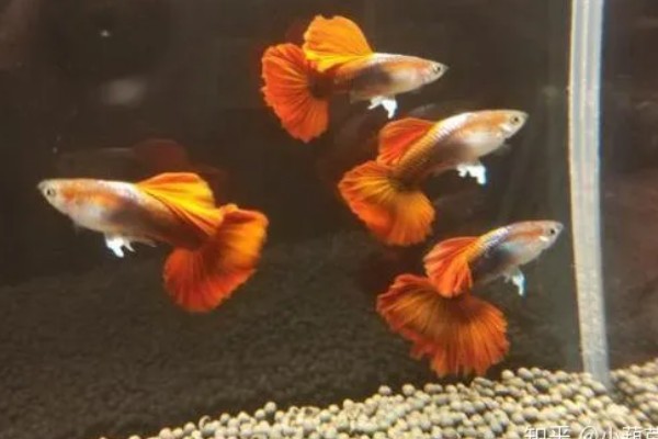 孔雀鱼怀孕后过多长时间要隔离，经过20天左右再隔离比较好