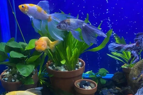 河水能养鱼吗,河水可以养鱼