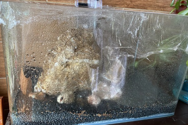 河水能养鱼吗,河水可以养鱼