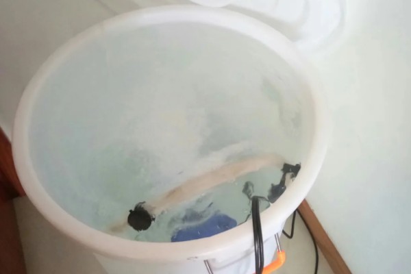 河水能养鱼吗,河水可以养鱼