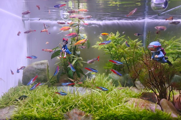 河水能养鱼吗,河水可以养鱼