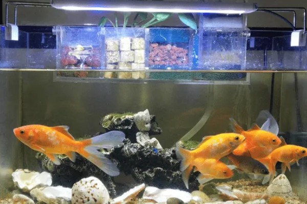 河水能养鱼吗,河水可以养鱼