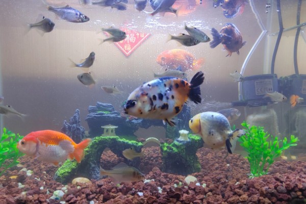 河水能养鱼吗,河水可以养鱼